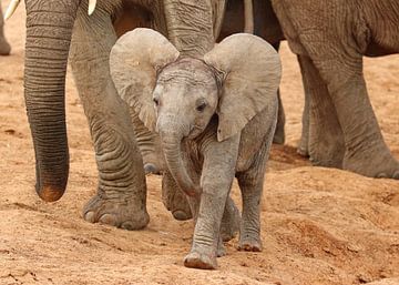 Baby Elephant 9638 by Barbara Fraatz