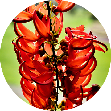 De flamboyante pracht van tropische rode jadebloemen