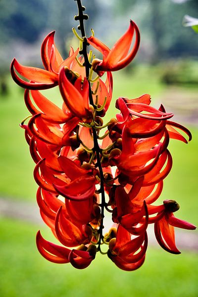 The flamboyant splendour of tropical red jade flowers by Frank Photos