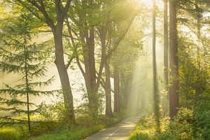 Sonnenharfen bei Spier - Morgenlicht im Wald von Drenthe
