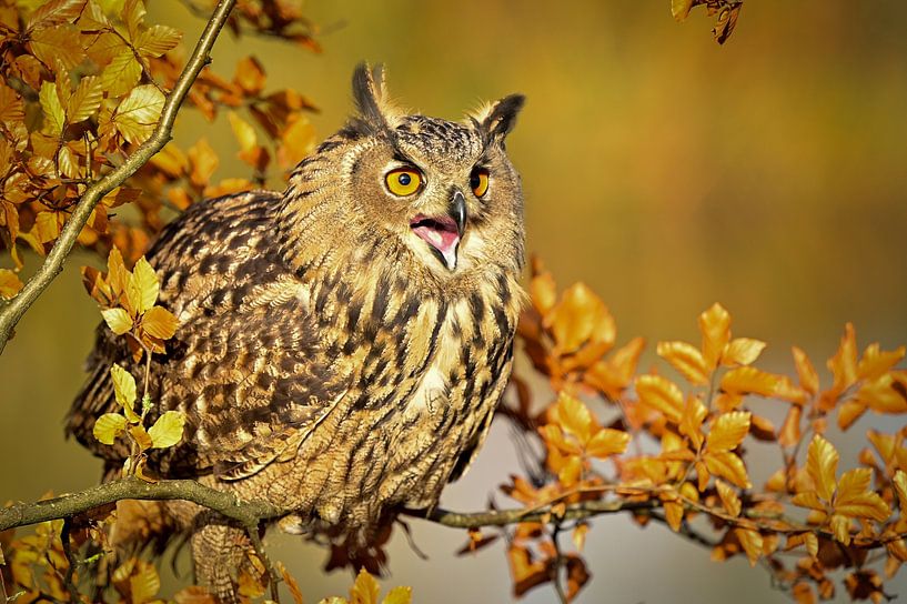 Hibou par Theo Groote