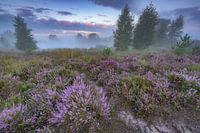 Paarse heide