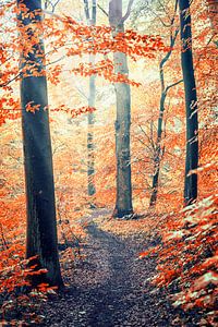 Dans les bois