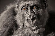 Gorilla Nahaufnahme Portrait in Schwarz-Weiß mit braunen Augen. von Sjoerd van der Wal Fotografie Miniaturansicht