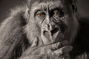 Gorilla Nahaufnahme Portrait in Schwarz-Weiß mit braunen Augen.