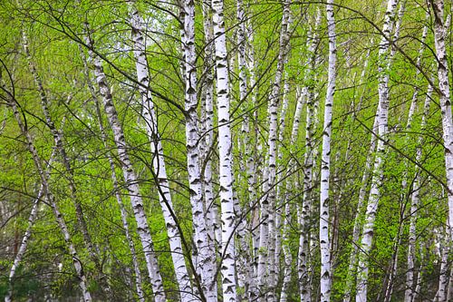 Birch Forest