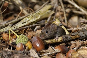 Rosy vole on inspection. by Stobbe; natuurfotografie