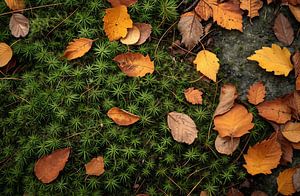 Spaziergang im Herbstwald