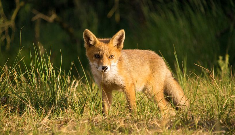 Rotfuchs. von Robert Moeliker