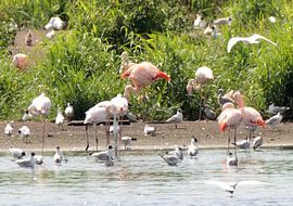 flamingo's met jongen by Petra De Jonge