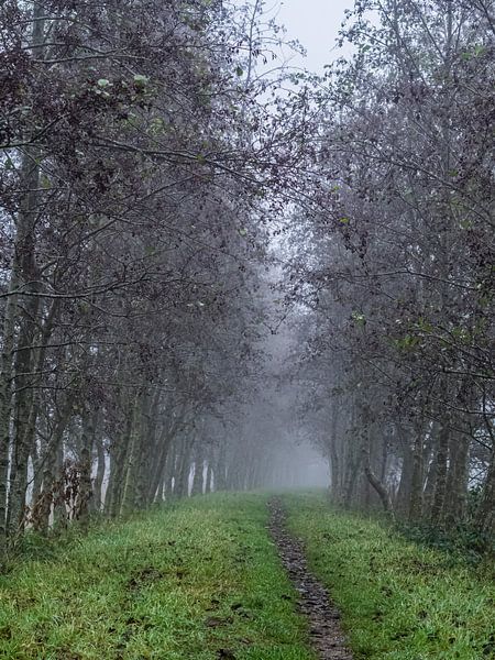 Chemin brumeux par Mr White Takes Pictures
