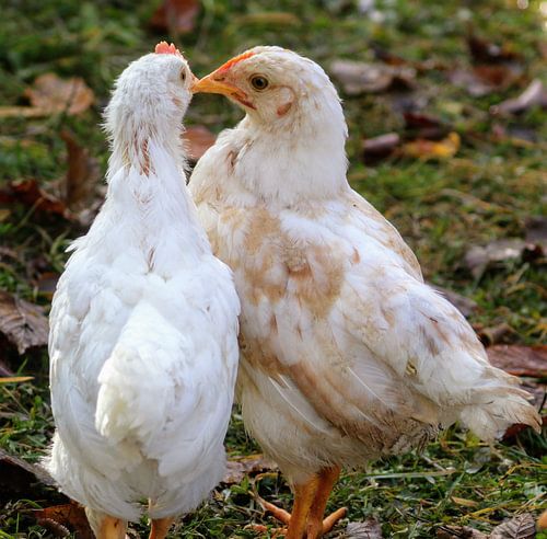 Whisper it in my ear....