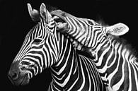 Kampf gegen Zebras in Schwarz-Weiß von Awesome Wonder Miniaturansicht