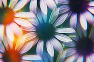 Echinacea bloemen gefotografeerd door een prisma van Kaat Zoetekouw thumbnail