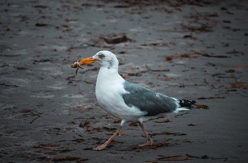 Möwe mit Krabbe im Schnabel