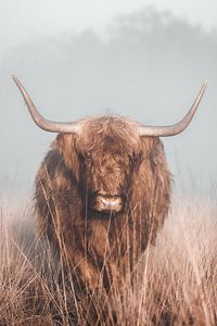 Schotse Hooglander in de mist van Max Kaandorp