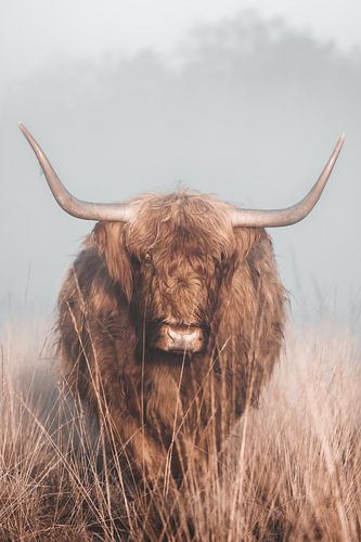 Schottischer Highlander im Nebel