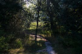 paths in the forest by Maaike Krimpenfort