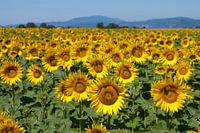 Zonnebloemen van de Provence