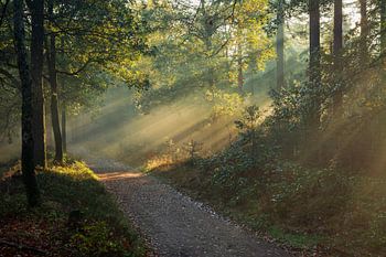 Sonnenharfen im Herbstwald