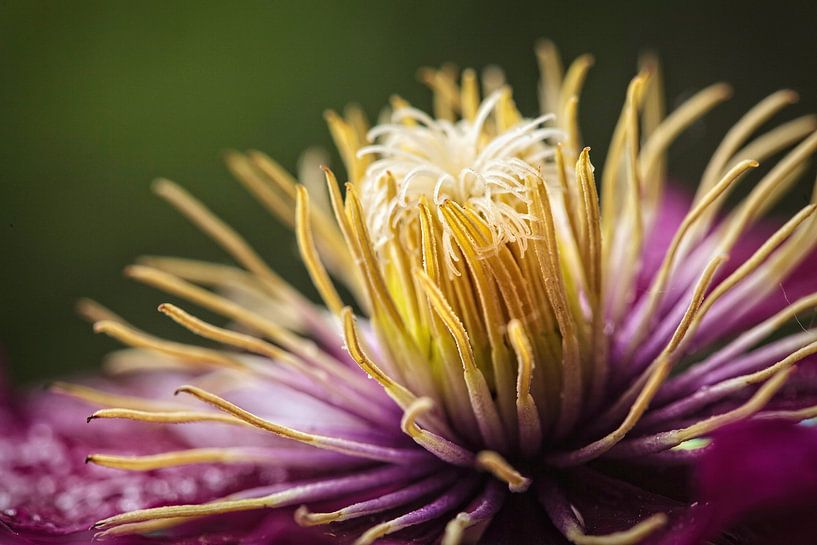 Clematis by Rob Boon