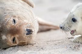 Kegelrobbenelternteil mit Welpe am Strand des Wattenmeeres im Winter von Marcel van Kammen