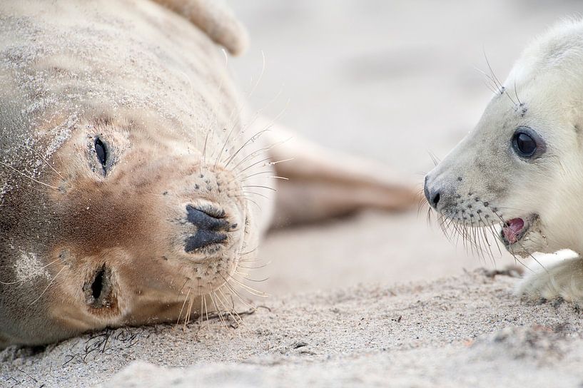 Grijze Zeehond ouder met puppy op het strand in de Waddenzee in de winter van Marcel van Kammen