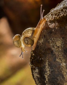 snail trail van Geertrui Desmet