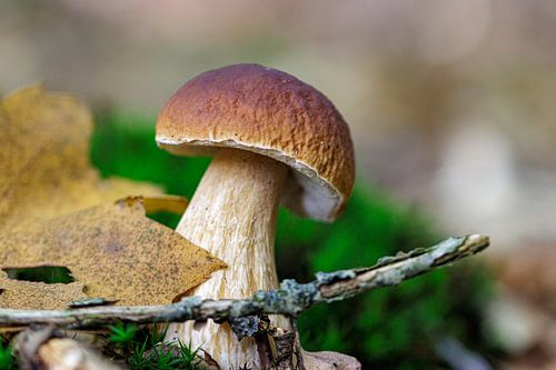 Pilz von ton vogels