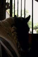 Spotted pony