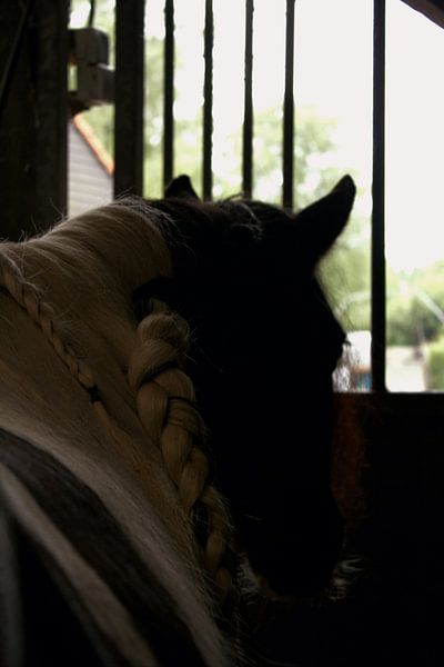 Spotted pony by LM fotografie