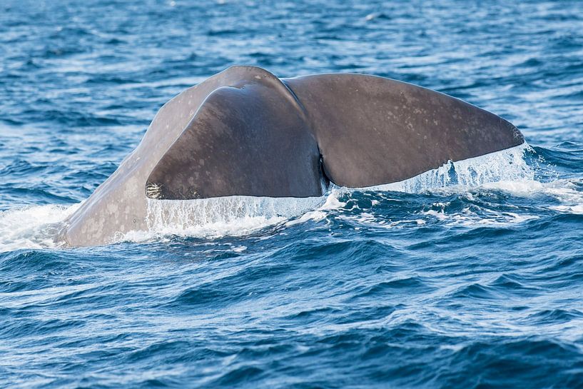Sperm Whale by Harry Punter