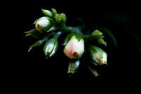 kalanchoe