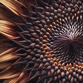 Symmetrie van de zon - bloemcentrum van Sabine Wagner