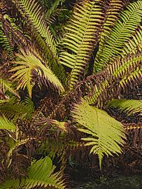 Farnbündel von Roger Trelou