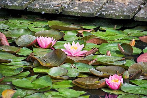 Bloeiende roze waterlelies in een gracht