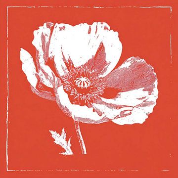 Gravur einer Mohnblume in Rot und Weiß