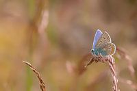 Common Blue