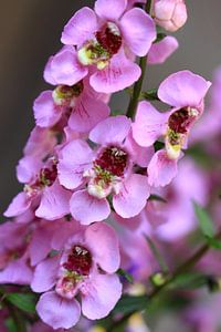 Mooie Angelonia bloemen 