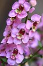Mooie Angelonia bloemen  van Jolanta Mayerberg thumbnail