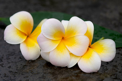 Frangipani op natuursteen