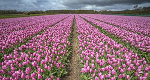 Pink tulips in a bulbs field sur Gonnie van de Schans