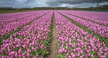 Roze tulpenveld van Gonnie van de Schans