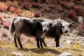 Yaks au Tibet