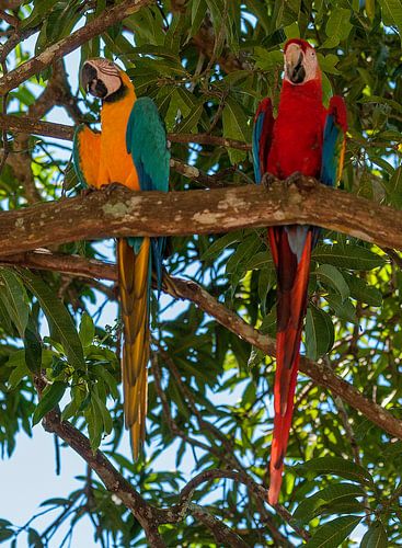 Blauwgele ara en Groenvleugelara
