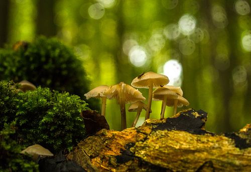 Paddenstoelen