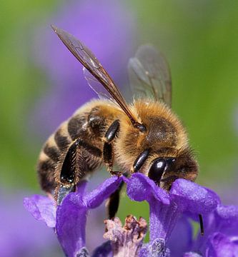 Makroaufnahme einer Biene auf Lavendel von Camilla Ottens