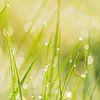 Lente frisheid - dauw in het gras van Judith Spanbroek-van den Broek