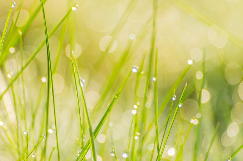 Lente frisheid - dauw in het gras van Judith Spanbroek-van den Broek