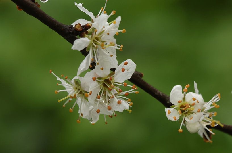 Blossom by GeFo @photo